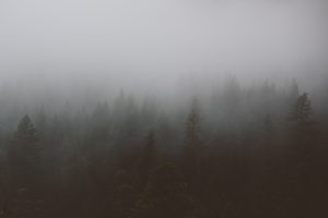 grey foggy forest