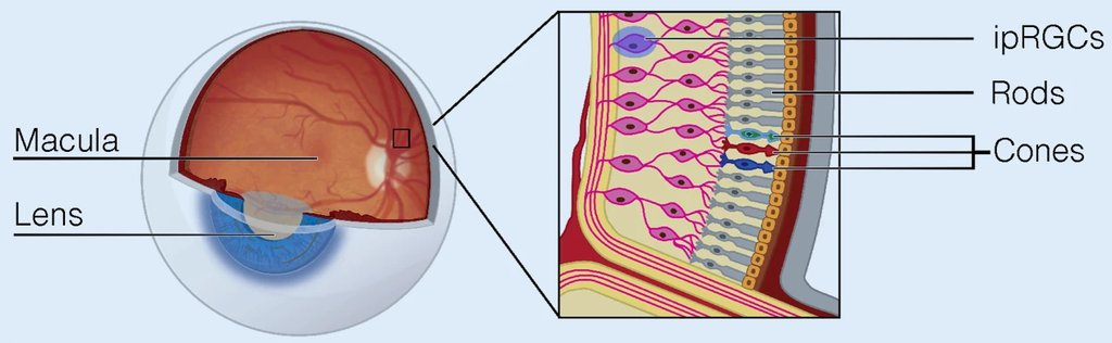 Retina photoreceptors showing macula, lens, ipRGCs, rods and cones