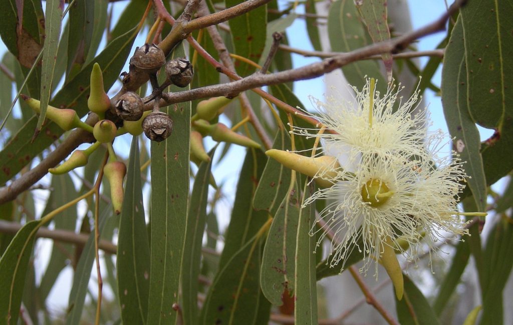 Eucalyptus tereticornis flowers, buds and foliage