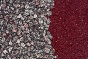 Dried and crushed Cochineal Insects, used to make scarlet colored dye.