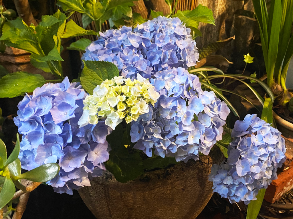 Blue hydrangea flowers
