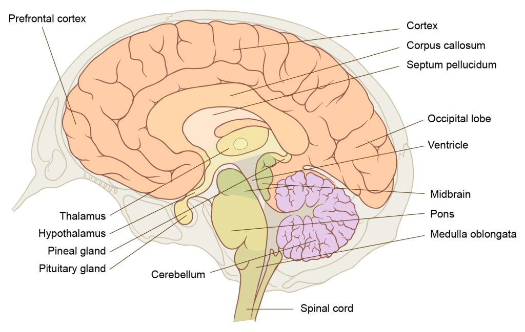 Brain cross section