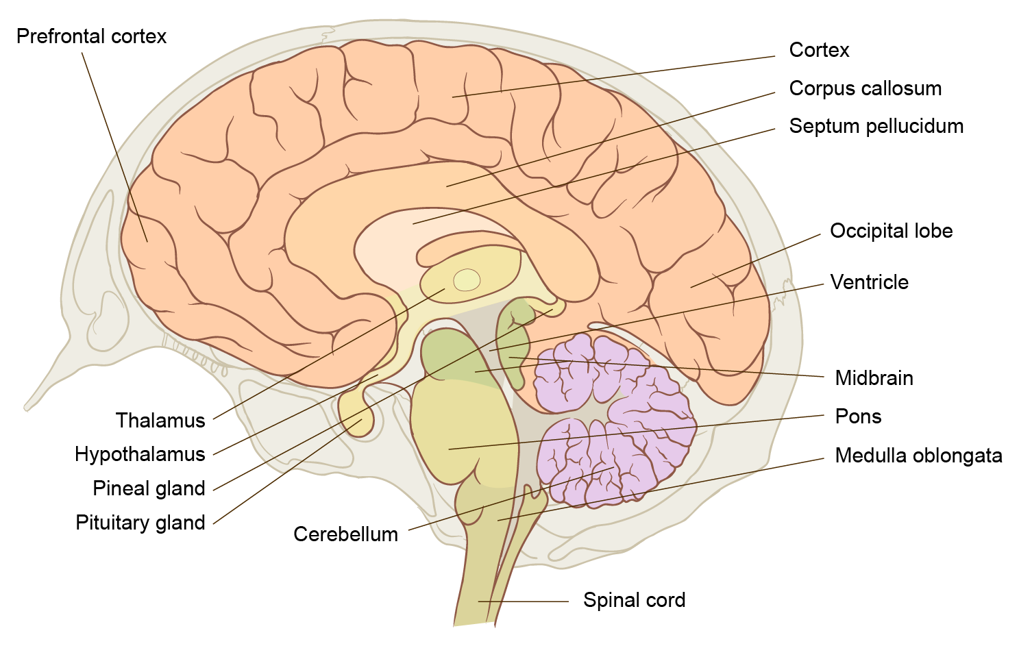 How the brain interprets colour information – Colour Theory ...