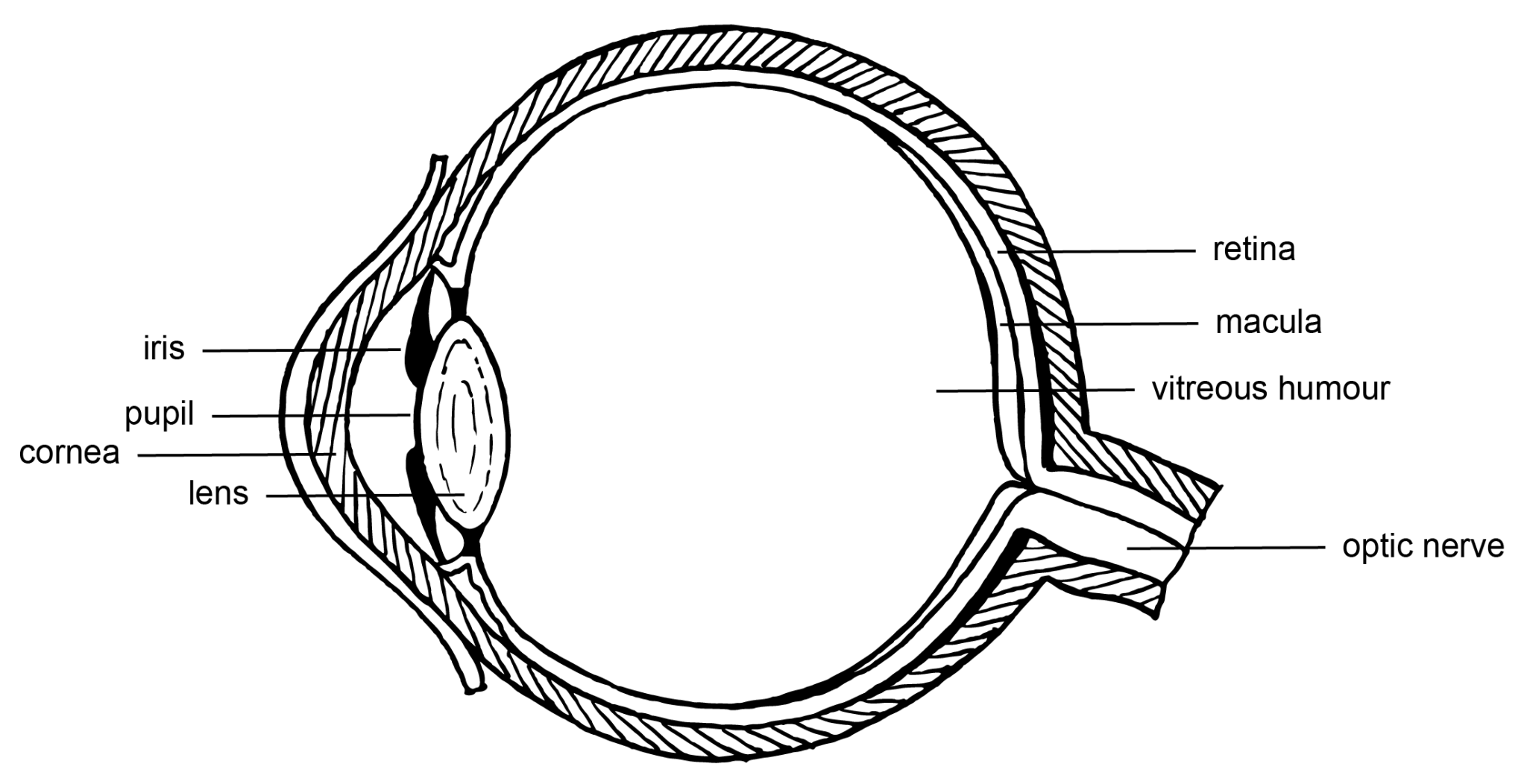 Anatomy of the human eye โ Colour Theory: Understanding and Working ... Biology Diagrams