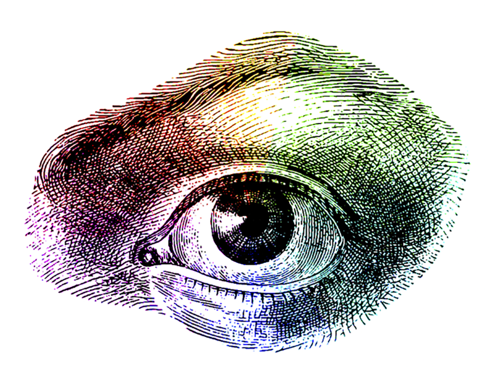 eye engraving with colour spectrum overlay