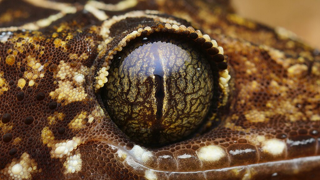 Gecko eye