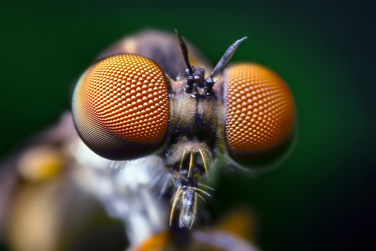 Compound eyes of a robber fly
