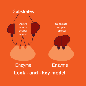 Enzyme-substrate interactions resemble a lock and key. B. Enzymes decrease the activation energy of chemical reactions to increase reaction rate.