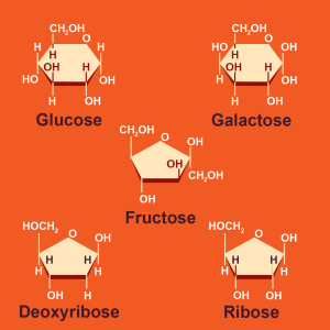 Figure 15: Chemical structures of monosaccharides, including glucose, fructose, galactose, ribose, and deoxyribose.