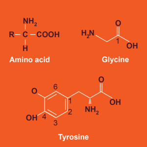 Figure 18: A. Chemical structure of amino acids and B. an oligopeptide.