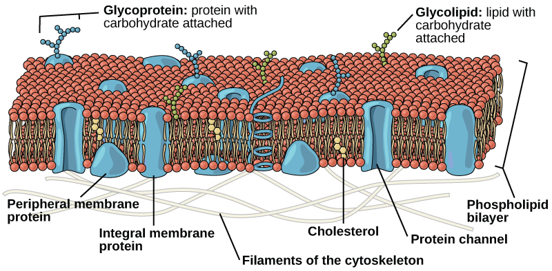 The plasma membrane is composed of a phospholipid bilayer. in the bilayer, the two long hydrophobic tails of phospholipids face toward the center, and the hydrophilic head group faces the exterior. Integral membrane proteins and protein channels span the entire bilayer. Protein channels have a pore in the middle. Peripheral membrane proteins sit on the surface of the phospholipids and are associated with the head groups. On the exterior side of the membrane, carbohydrates are attached to certain proteins and lipids. Filaments of the cytoskeleton line the interior of the membrane.