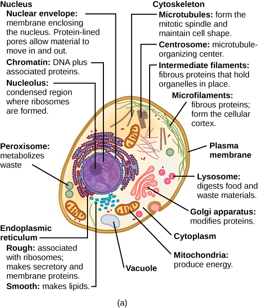 Part a: This illustration shows a typical eukaryotic cell, which is egg shaped. The fluid inside the cell is called the cytoplasm, and the cell is surrounded by a cell membrane. The nucleus takes up about one-half of the width of the cell. Inside the nucleus is the chromatin, which is comprised of DNA and associated proteins. A region of the chromatin is condensed into the nucleolus, a structure in which ribosomes are synthesized. The nucleus is encased in a nuclear envelope, which is perforated by protein-lined pores that allow entry of material into the nucleus. The nucleus is surrounded by the rough and smooth endoplasmic reticulum, or ER. The smooth ER is the site of lipid synthesis. The rough ER has embedded ribosomes that give it a bumpy appearance. It synthesizes membrane and secretory proteins. Besides the ER, many other organelles float inside the cytoplasm. These include the Golgi apparatus, which modifies proteins and lipids synthesized in the ER. The Golgi apparatus is made of layers of flat membranes. Mitochondria, which produce energy for the cell, have an outer membrane and a highly folded inner membrane. Other, smaller organelles include peroxisomes that metabolize waste, lysosomes that digest food, and vacuoles. Ribosomes, responsible for protein synthesis, also float freely in the cytoplasm and are depicted as small dots. The last cellular component shown is the cytoskeleton, which has four different types of components: microfilaments, intermediate filaments, microtubules, and centrosomes. Microfilaments are fibrous proteins that line the cell membrane and make up the cellular cortex. Intermediate filaments are fibrous proteins that hold organelles in place. Microtubules form the mitotic spindle and maintain cell shape. Centrosomes are made of two tubular structures at right angles to one another. They form the microtubule-organizing center.