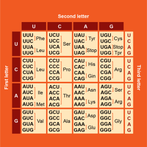 Codon Table