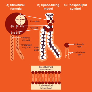 Figure 23. Chemical structure of a phospholipid and a lipid bilayer.