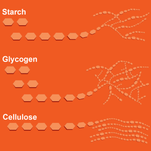 Figure 4.2.3. Chemical structures of starch, cellulose, glycogen.