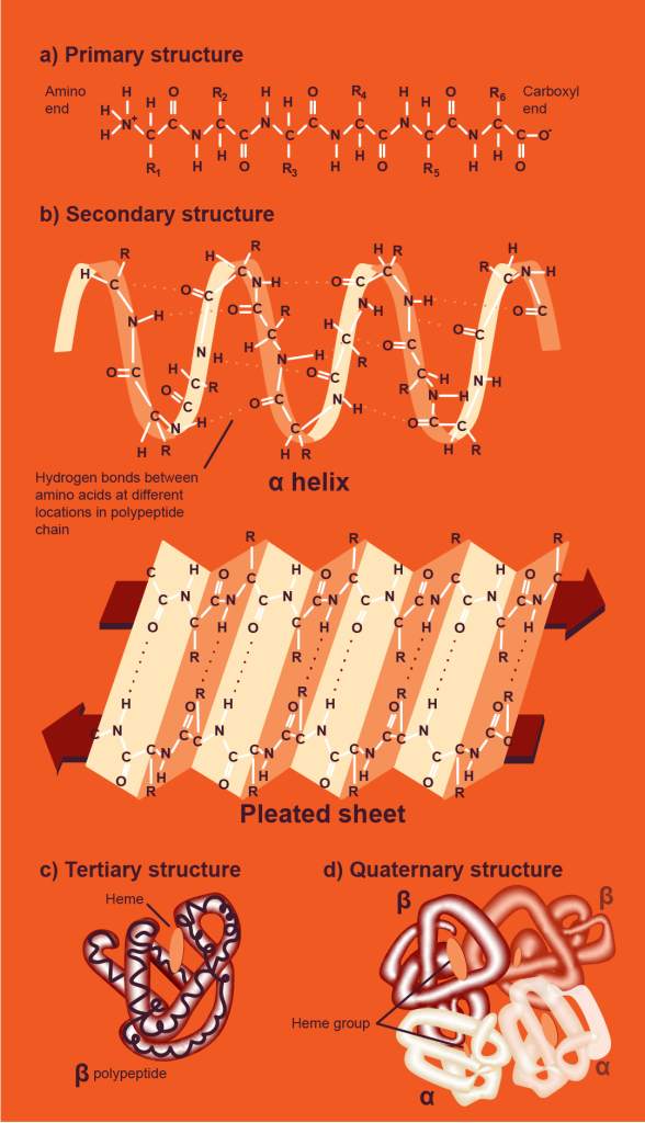 Figure 19. The structural organization of hemoglobin.