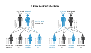 This diagram shows how x-linked dominant traits pass through generations.