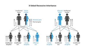 This diagram shows how x-linked recessive traits pass through generations.