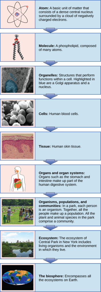 A flow chart shows the hierarchy of living organisms. From smallest to largest, this hierarchy includes: 1 An atom, with protons, neutrons and electrons. 2 Molecules such as the phospholipid shown, made up of atoms. 3 Organelles, such as Golgi apparatus and nuclei, that exist inside cells. 4 Cells, such as a red blood cell. 5 Tissues, such as human skin tissue. 6 Organs such as the stomach and intestine make up the human digestive system, an example of an organ system. 7 Organisms, populations and communities. In a park, each person is an organism. Together, all the people make up a population. All the plant and animal species in the park comprise a community. 8 Ecosystems: The ecosystem of Central Park in New York includes living organisms and the environment in which they live. 9 The biosphere: encompasses all the ecosystems on Earth.