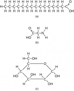 Examples of three different carbon-containing molecules. (a) This molecule of stearic acid has a long chain of carbon atoms. (b) Glycine, a component of proteins, contains carbon, nitrogen, oxygen, and hydrogen atoms. (c) Glucose, a sugar, has a ring of carbon atoms and one oxygen atom.