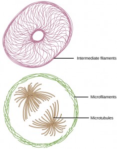 Microfilaments line the inside of the plasma membrane, whereas microfilaments radiate out from the center of the cell. Intermediate filaments form a network throughout the cell that holds organelles in place.