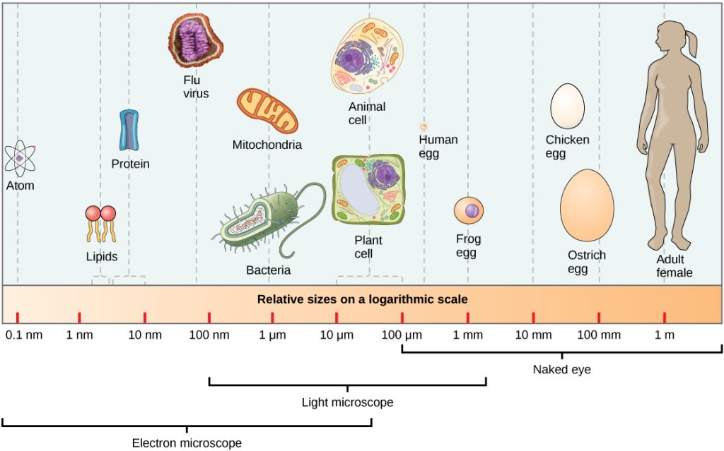 Relative sizes on a logarithmic scale, from 0.1 nm to 1 m, are shown. Objects are shown from smallest to largest. The smallest object shown, an atom, is about 1 nm in size. The next largest objects shown are lipids and proteins; these molecules are between 1 and 10 nm. Bacteria are about 100 nm, and mitochondria are about 1 µm. Plant and animal cells are both between 10 and 100 µm. A human egg is between 100 µm and 1 mm. A frog egg is about 1 mm, a chicken egg and an ostrich egg are both between 10 and 100 mm, but a chicken egg is larger. For comparison, a human is approximately 1 m tall.