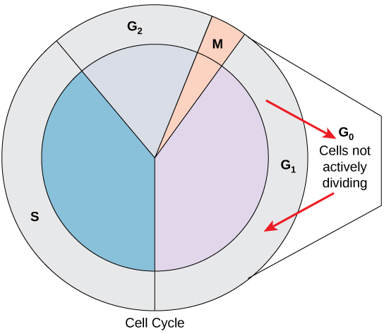 In part (a), a cleavage furrow forms at the former metaphase plate in the animal cell. The plasma membrane is drawn in by a ring of actin fibers contracting just inside the membrane. The cleavage furrow deepens until the cells are pinched in two. In part (b), Golgi vesicles coalesce at the former metaphase plate in a plant cell. The vesicles fuse and form the cell plate. The cell plate grows from the center toward the cell walls. New cell walls are made from the vesicle contents.