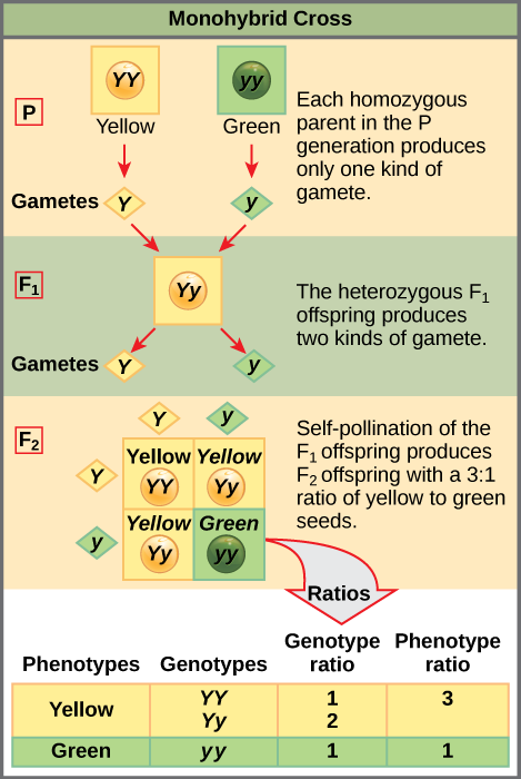 A test cross can be performed to determine whether an organism expressing a dominant trait is a homozygote or a heterozygote.