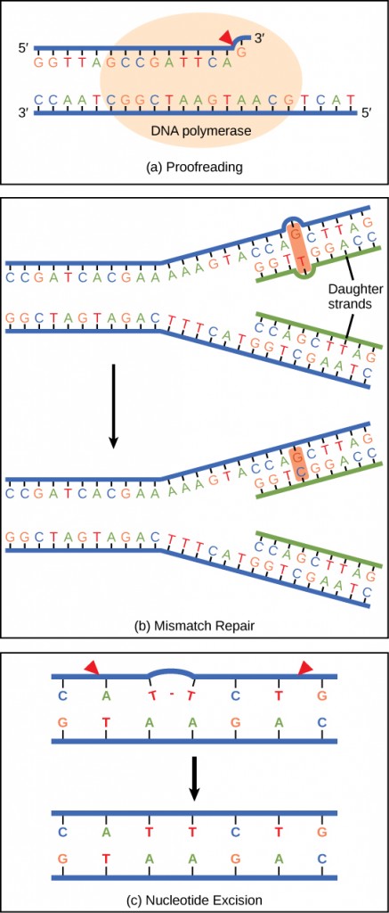 Part a shows DNA polymerase replicating a strand of DNA. The enzyme has accidentally inserted G opposite A, resulting in a bulge. The enzyme backs up to fix the error. In part b, the top illustration shows a replicated DNA strand with a G–T base mismatch. The bottom illustration shows the repaired DNA, which has the correct G–C base pairing. Part c shows a DNA strand in which a thymine dimer has formed. An excision repair enzyme cuts out the section of DNA that contains the dimer so that it can be replaced with a normal base pair.