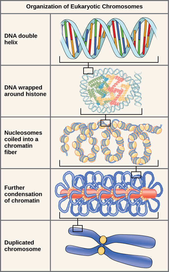 Illustration shows levels of organization of eukaryotic chromosomes, starting with the DNA double helix, which wraps around histone proteins. The entire DNA molecule wraps around many clusters of histone proteins, forming a structure that looks like beads on a string. The chromatin is further condensed by wrapping around a protein core. The result is a compact chromosome, shown in duplicated form. 