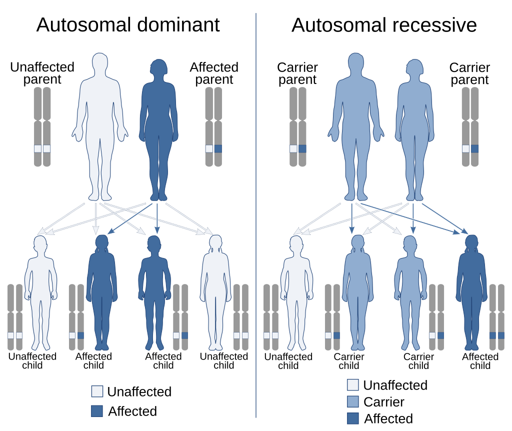 Comparison between autosomal dominance and autosomal recessive inheritance. In autosomal dominance, the affected individual manifest the condition, whereas in autosomal recessive, the affected individual can be a carrier without actively manifesting the diseases.