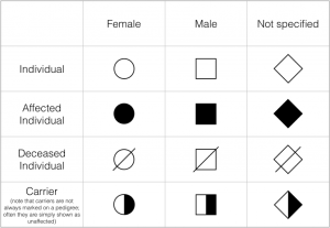 Squares symbolize males, and circles represent females and a diamond symbolize unknown sex. The afftected individuals are represent by fully coloured squares and circles. Deceased individuals are symbolise using strike through circles and squares.