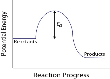 Potential energy diagram for a hypothetical reaction. https://rmit.pressbooks.pub/rmitchemistrybridgingcourse/chapter/7-5-rates-of-reaction-2/