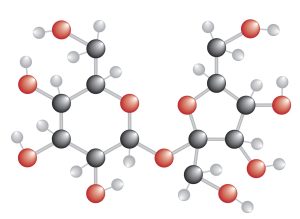 Ball-and-stick model of sucrose, with gray carbon, white hydrogen, and red oxygen atoms connected by 'sticks' that represent chemical bonds.