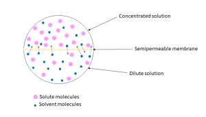 When a concentrated solution and a diluted solution are separated by a semipermeable membrane, water molecules in the diluted solution move to the concentrated solution via the semipermeable membrane. Water molecules in the concentrated solution also move to the diluted solution; however, the net movement is from the diluted solution to the concentrated solution.