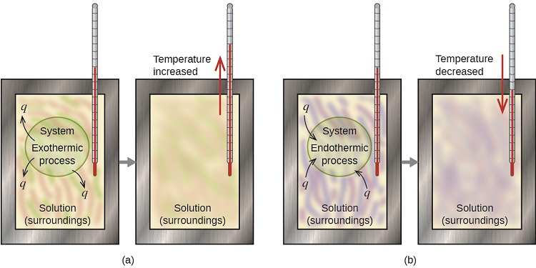 Before and after of exothermic and endothermic chemical reactions, increasing and decreasing the temperature of a solution accordingly.