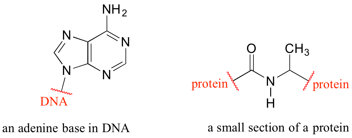 Examples of structures containing the break symbol, a wiggly line perpendicular and crossing a drawn bond. Shown here are the adenine portion of a base in DNA and a small section of protein with break symbols on either side of a substructure containing about 10 atoms.