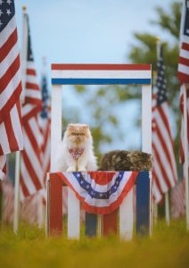 Cats on a fourth of July stand with flags and banner