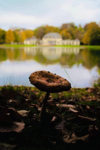 Mushroom in front of a lake and a building